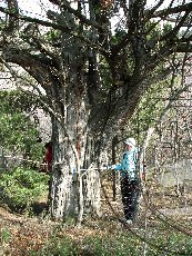 Можжевельник вонючий 001